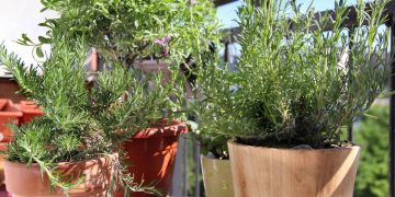 Lavanda na varanda: guia de cultivo e cuidados para florir o ano todo