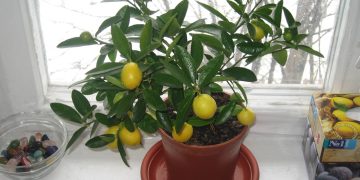 Mini limoeiro em apartamentos: cultivo, cuidados e colheita de frutas frescas