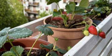 Cultivo de morango em apartamento se populariza com práticas acessíveis e cuidados básicos