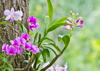 Orquídeas simples: cuidados essenciais para florações duradouras e cultivo fácil em casa