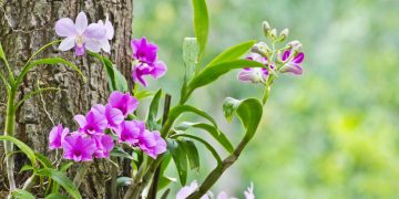 Orquídeas simples: cuidados essenciais para florações duradouras e cultivo fácil em casa