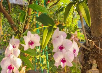 Cultivo de orquídeas em tronco de árvore favorece crescimento natural e evita prejuízos