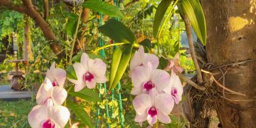 Cultivo de orquídeas em tronco de árvore favorece crescimento natural e evita prejuízos