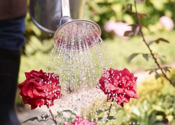 Como cultivar e cuidar de plantas de sol pleno em jardins e varandas