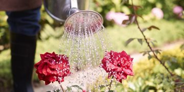 Como cultivar e cuidar de plantas de sol pleno em jardins e varandas