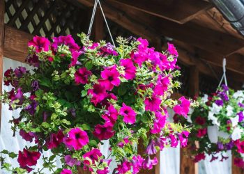 Como cultivar petúnias em vasos para floradas prolongadas