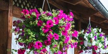 Como cultivar petúnias em vasos para floradas prolongadas