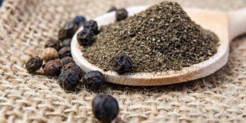 Cultivo de pimenta-do-reino: técnicas para antecipar a primeira colheita