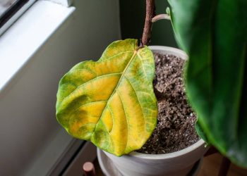 Truque de cinco minutos ajuda a recuperar folhas amareladas em plantas de jardim