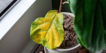 Truque de cinco minutos ajuda a recuperar folhas amareladas em plantas de jardim