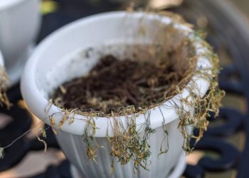 Cuidados essenciais para recuperar plantas murchas e prevenir nova secagem