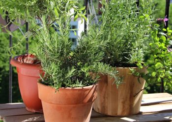 Cultivo de ervas medicinais na varanda fornece opções simples para cuidados diários com a saúde