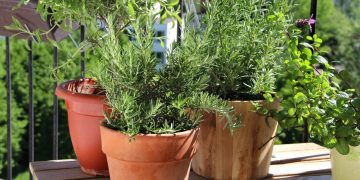 Cultivo de ervas medicinais na varanda fornece opções simples para cuidados diários com a saúde