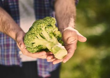 Plantio de brócolis no quintal permite colheitas ao longo do ano com cuidados simples