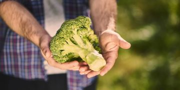 Plantio de brócolis no quintal permite colheitas ao longo do ano com cuidados simples