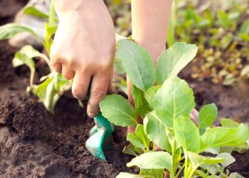 Cultivo de couve em casa: passos simples para uma horta urbana produtiva
