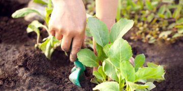 Cultivo de couve em casa: passos simples para uma horta urbana produtiva
