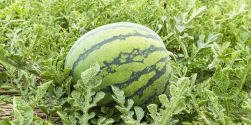 Cultivo de melancia no quintal requer cuidados com solo, clima e irrigação