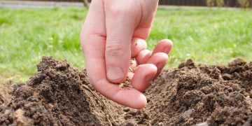 Plantio de temperos a partir de sementes facilita cultivo em casa e reduz custos