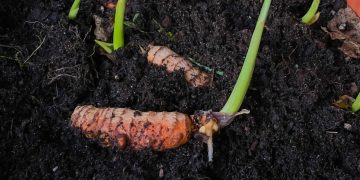 Reaproveitamento de restos de cozinha para cultivo de temperos em casa