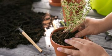 Plantio e cuidados para cultivar tomilho em vasos em ambientes urbanos
