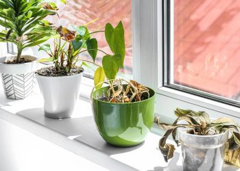 Recuperação de plantas em Niterói após ondas de calor: cuidados e estratégias eficazes