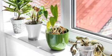 Recuperação de plantas em Niterói após ondas de calor: cuidados e estratégias eficazes