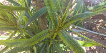 Cuidado natural: mistura caseira segura para controlar pulgões em roseiras