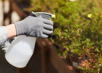 Solução natural rápida para afastar mosquitos do jardim em cinco minutos