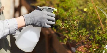 Solução natural rápida para afastar mosquitos do jardim em cinco minutos