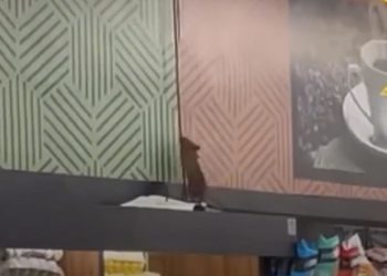 Rede de supermercados em Niterói tem novo surto de presença de ratos e risco à saúde pública