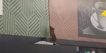 Rede de supermercados em Niterói tem novo surto de presença de ratos e risco à saúde pública