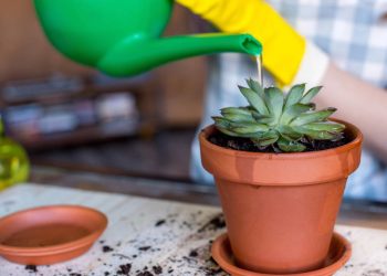 Suculentas em vasos pequenos: guia para plantio, cuidados e decoração de ambientes