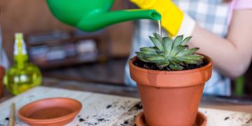 Suculentas em vasos pequenos: guia para plantio, cuidados e decoração de ambientes