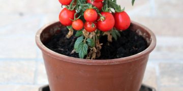Cultivo de tomate cereja em vasos garante frutos doces e colheitas ao longo do ano