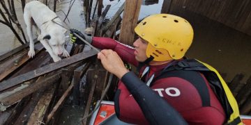 Dia dos Animais: Bombeiros do Rio resgatam mais de 27 mil animais em 2022