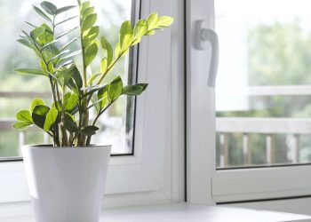 Plantas de sorte e prosperidade: dicas para atrair proteção e bem-estar em casa