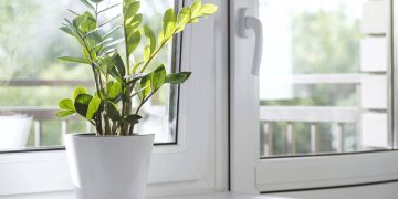 Plantas de sorte e prosperidade: dicas para atrair proteção e bem-estar em casa