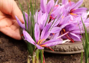 Açafrão em vasos: benefícios, cultivo e uso culinário para a saúde