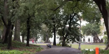 Abandono da arborização urbana no Rio ameaça patrimônio e bem-estar dos moradores