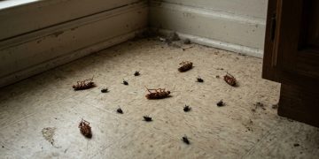 Solução natural com vinagre, limão e cravo reforça proteção contra moscas e baratas