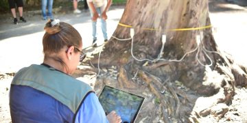 Niterói utiliza tomografia para avaliar e gerenciar árvores com risco estrutural na cidade