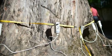 Niterói usa tomografia de árvores para prevenir quedas e melhorar segurança urbana
