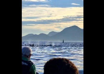 Golfinhos são avistados na Baía de Guanabara, reforçando presença na costa do Rio