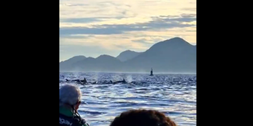 Golfinhos são avistados na Baía de Guanabara, reforçando presença na costa do Rio