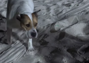 Cadela sem guia mata cachorro em Icaraí e é resgatada na rua em Niterói