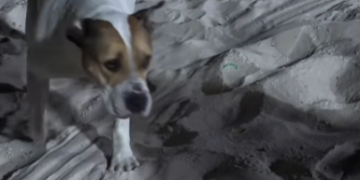 Cadela sem guia mata cachorro em Icaraí e é resgatada na rua em Niterói