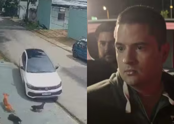 Polícia Federal prende motorista que atropelou e matou cadela em Manaus