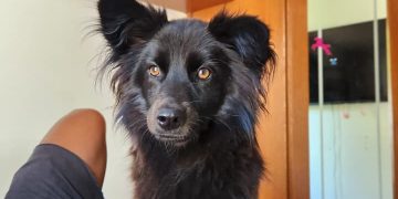 Família oferece recompensa por informações sobre a fuga da cachorra Larissa em São Gonçalo