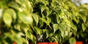 Plantas comuns em ambientes internos podem desencadear alergias e irritações respiratórias
